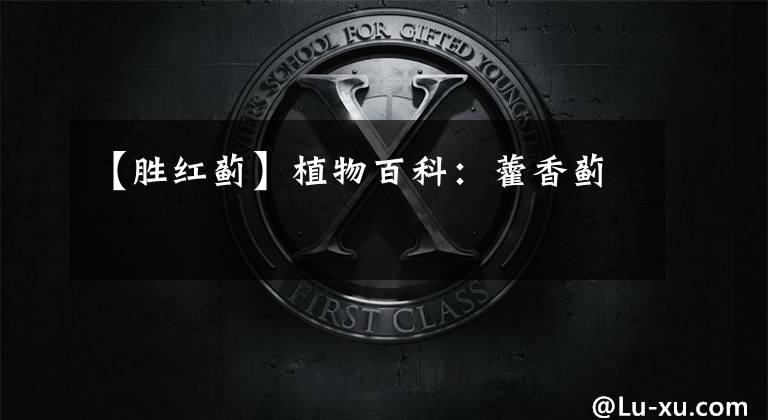 【胜红蓟】植物百科:藿香蓟