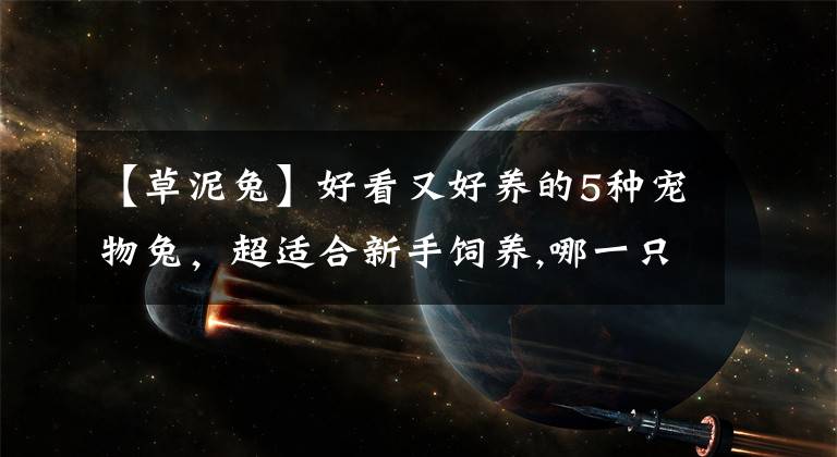 【草泥兔】好看又好养的5种宠物兔，超适合新手饲养,哪一只是你的菜？
