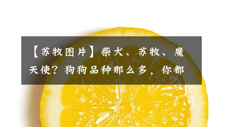 【苏牧图片】柴犬、苏牧、魔天使？狗狗品种那么多，你都认识几种？