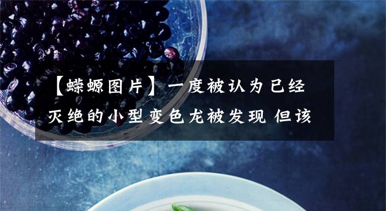 【蝾螈图片】一度被认为已经灭绝的小型变色龙被发现 但该物种的未来充满不确定性