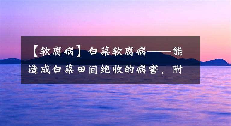 【软腐病】白菜软腐病——能造成白菜田间绝收的病害,附识别图谱和防治方式