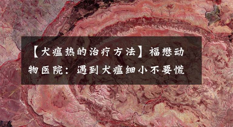 【犬瘟热的治疗方法】福懋动物医院:遇到犬瘟细小不要慌,教你如何预防和治疗