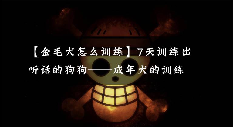 【金毛犬怎么训练】7天训练出听话的狗狗——成年犬的训练特点与方法