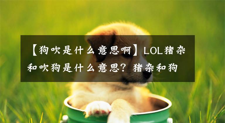【狗吹是什么意思啊】LOL猪杂和吹狗是什么意思？猪杂和狗吹是什么梗来源？