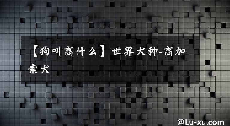 【狗叫高什么】世界犬种-高加索犬