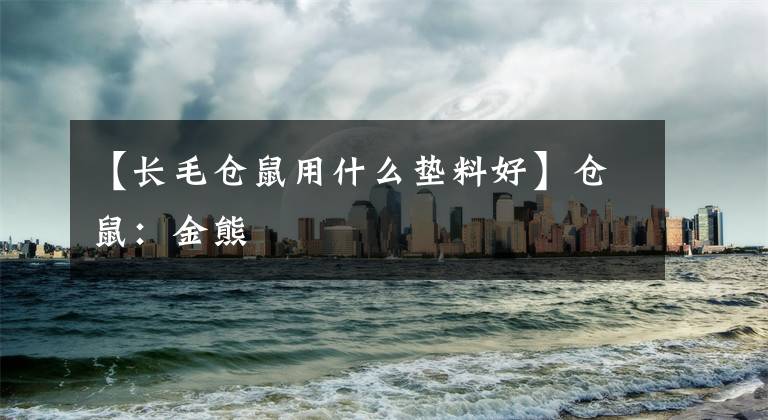 【长毛仓鼠用什么垫料好】仓鼠:金熊