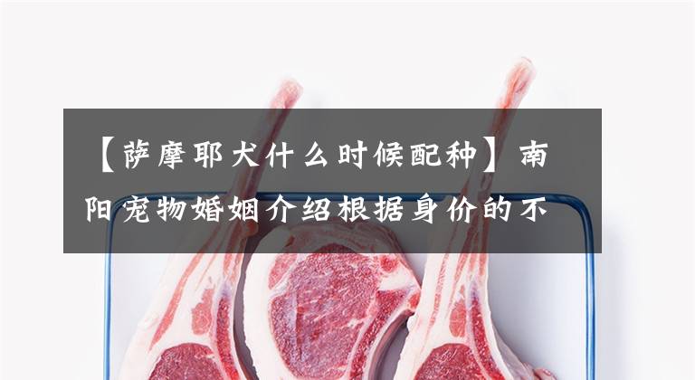 【萨摩耶犬什么时候配种】南阳宠物婚姻介绍根据身价的不同收费也不同