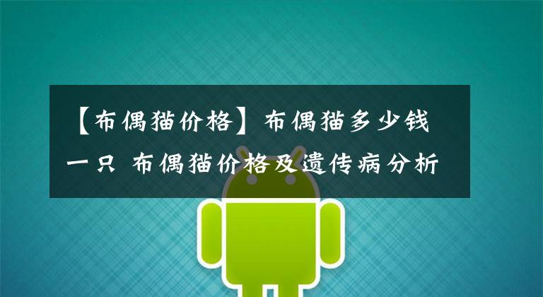 【布偶猫价格】布偶猫多少钱一只 布偶猫价格及遗传病分析