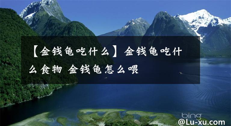 【金钱龟吃什么】金钱龟吃什么食物 金钱龟怎么喂