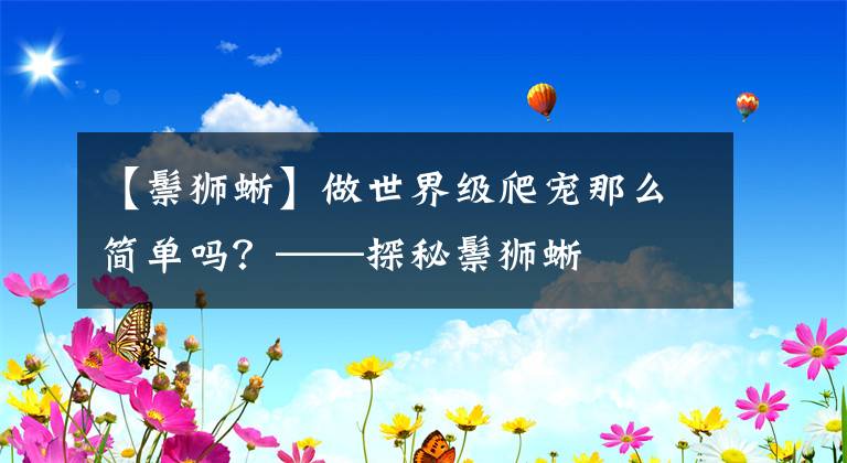 【鬃狮蜥】做世界级爬宠那么简单吗？——探秘鬃狮蜥