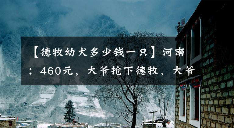 【德牧幼犬多少钱一只】河南：460元，大爷抢下德牧，大爷：只当送我了，给它活命的机会