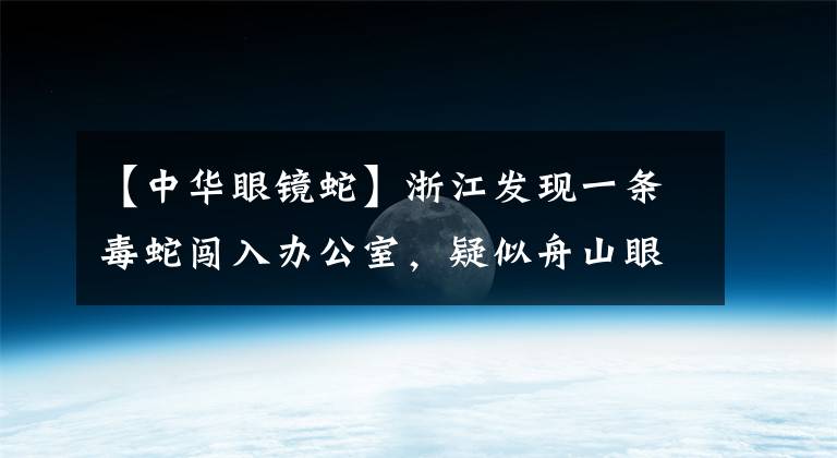 【中华眼镜蛇】浙江发现一条毒蛇闯入办公室，疑似舟山眼镜蛇，为躲避台风雨天气