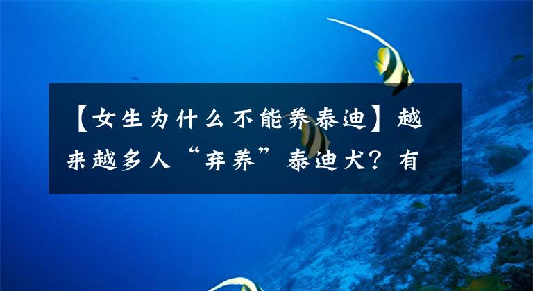 【女生为什么不能养泰迪】越来越多人“弃养”泰迪犬?有这5大原因