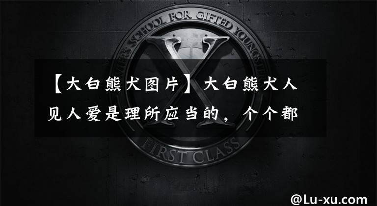 【大白熊犬图片】大白熊犬人见人爱是理所应当的,个个都是温柔暖心好脾气的天使