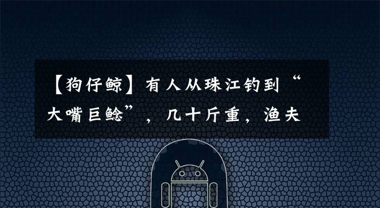 【狗仔鲸】有人从珠江钓到“大嘴巨鲶”,几十斤重,渔夫:一肚子鱼籽