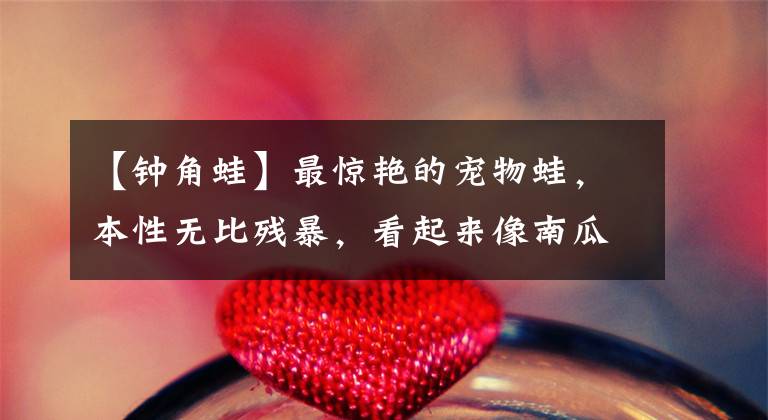 【钟角蛙】最惊艳的宠物蛙,本性无比残暴,看起来像南瓜!