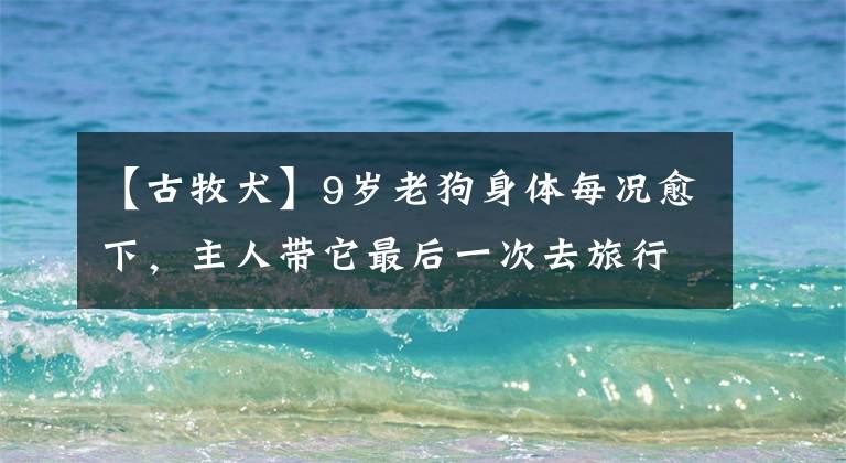 【古牧犬】9岁老狗身体每况愈下,主人带它最后一次去旅行,众多网友被感动