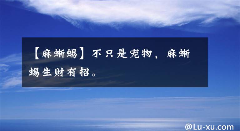 【麻蜥蜴】不只是宠物，麻蜥蜴生财有招。