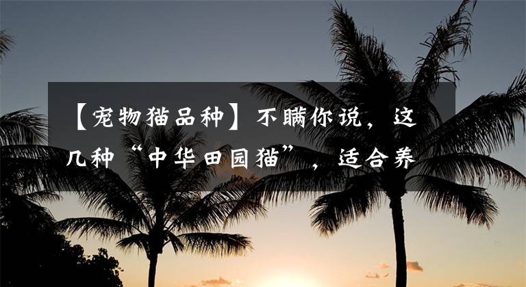 【宠物猫品种】不瞒你说，这几种“中华田园猫”，适合养在家里