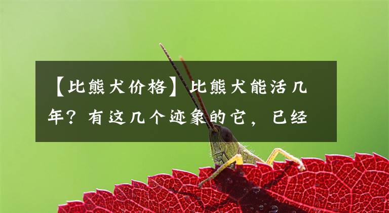 【比熊犬价格】比熊犬能活几年？有这几个迹象的它，已经算老年狗了