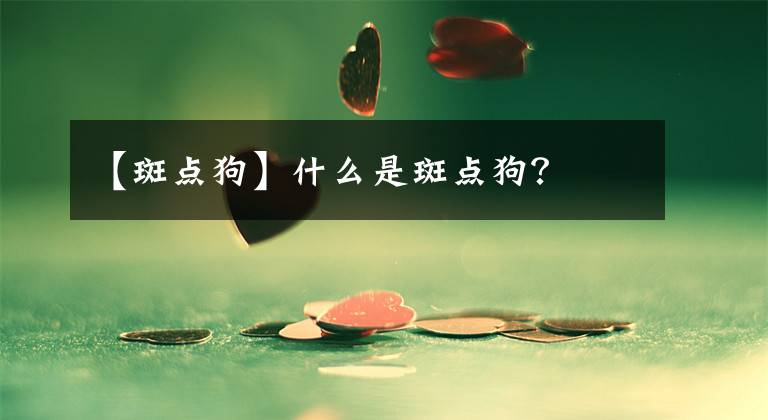 【斑点狗】什么是斑点狗?