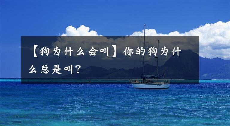 【狗为什么会叫】你的狗为什么总是叫？