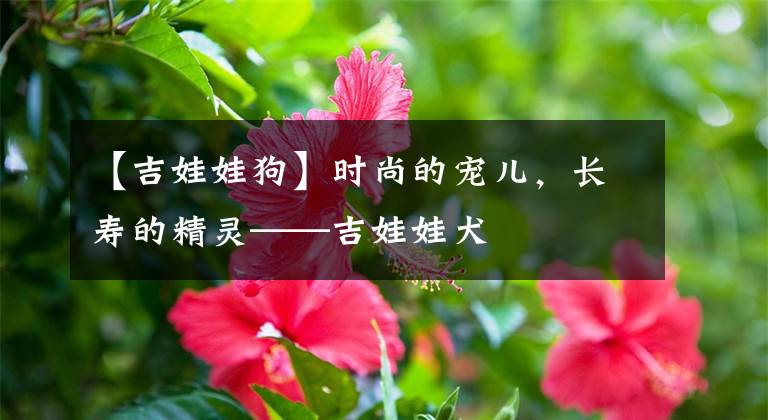 【吉娃娃狗】时尚的宠儿，长寿的精灵——吉娃娃犬