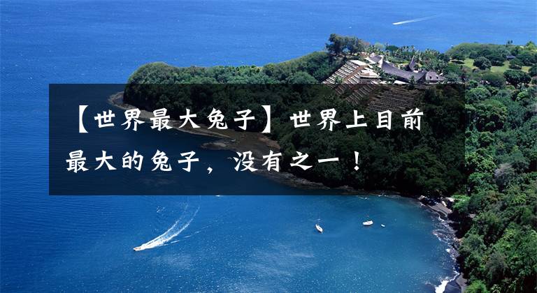 【世界最大兔子】世界上目前最大的兔子,没有之一!