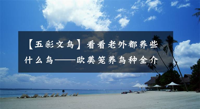 【五彩文鸟】看看老外都养些什么鸟——欧美笼养鸟种全介绍