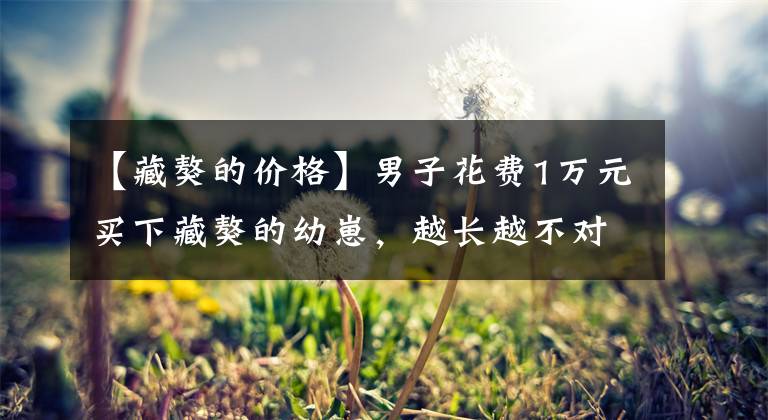 【藏獒的价格】男子花费1万元买下藏獒的幼崽，越长越不对劲，结果却成为了笑柄