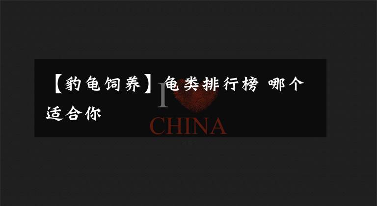 【豹龟饲养】龟类排行榜 哪个适合你