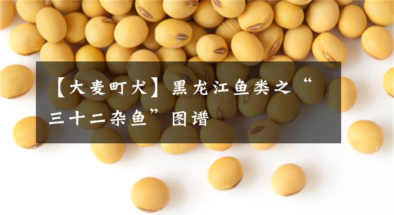 【大麦町犬】黑龙江鱼类之“三十二杂鱼”图谱