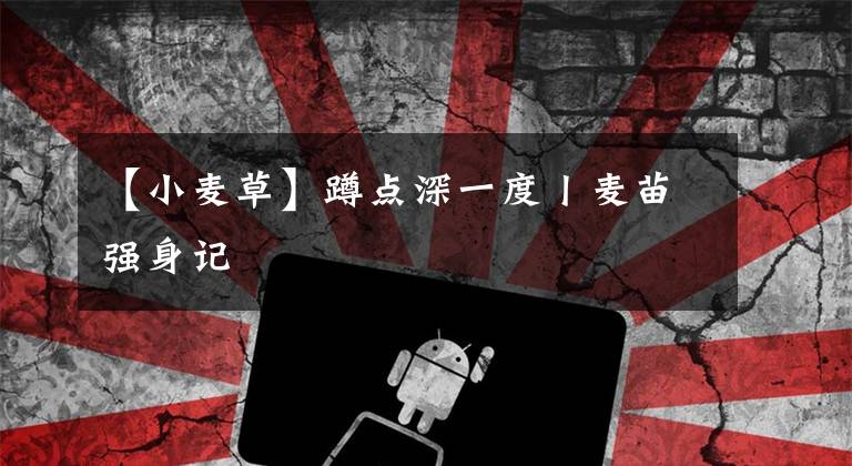 【小麦草】蹲点深一度丨麦苗强身记