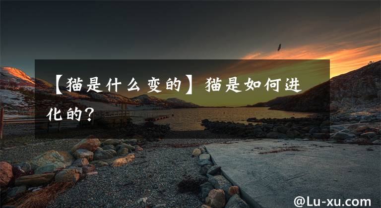 【猫是什么变的】猫是如何进化的?