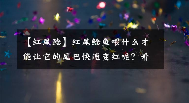 【红尾鲶】红尾鲶鱼喂什么才能让它的尾巴快速变红呢?看了你就会明白