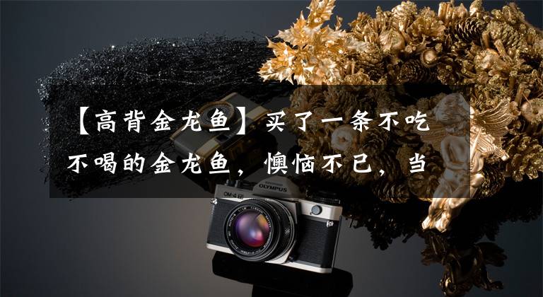 【高背金龙鱼】买了一条不吃不喝的金龙鱼，懊恼不已，当打开鱼嘴后，真相大白