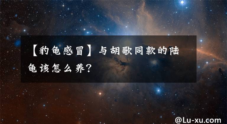 【豹龟感冒】与胡歌同款的陆龟该怎么养?
