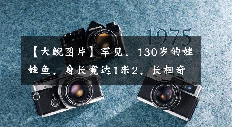 【大鲵图片】罕见，130岁的娃娃鱼，身长竟达1米2，长相奇特，众人扔钱祈福