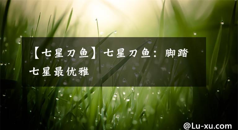 【七星刀鱼】七星刀鱼:脚踏七星最优雅