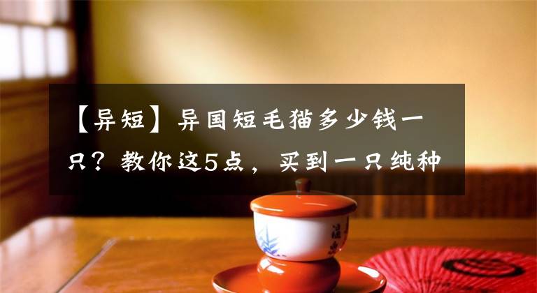 【异短】异国短毛猫多少钱一只？教你这5点，买到一只纯种的猫咪