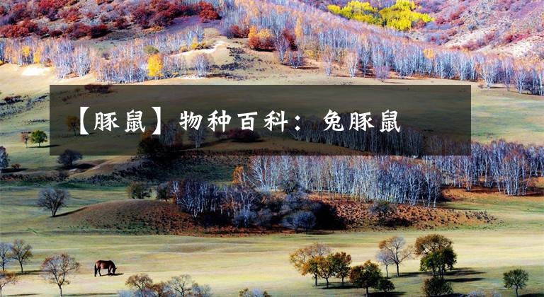 【豚鼠】物种百科:兔豚鼠