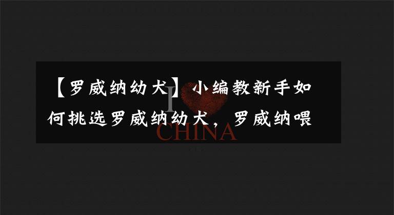 【罗威纳幼犬】小编教新手如何挑选罗威纳幼犬，罗威纳喂养方法