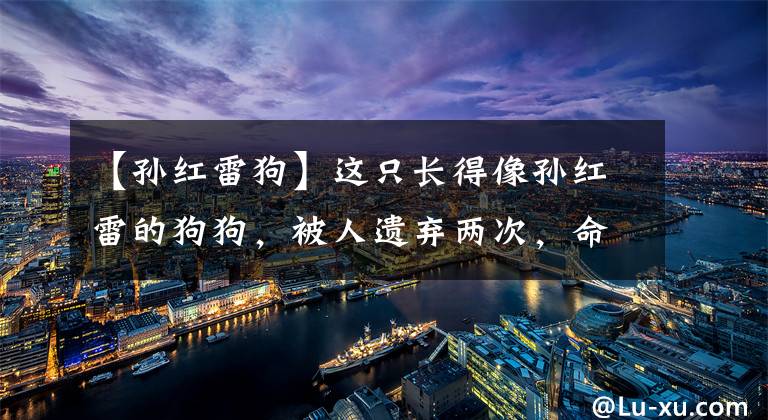 【孙红雷狗】这只长得像孙红雷的狗狗，被人遗弃两次，命运却不曾放弃它……