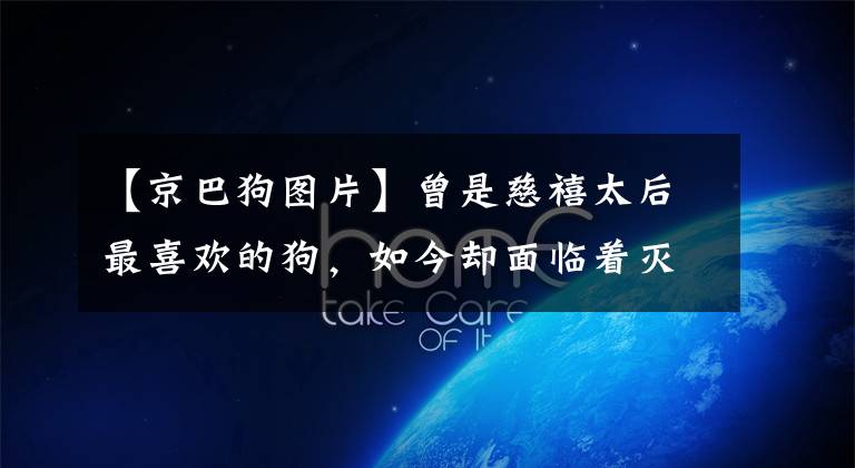 【京巴狗图片】曾是慈禧太后最喜欢的狗，如今却面临着灭亡