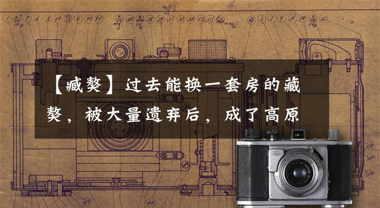 【臧獒】过去能换一套房的藏獒，被大量遗弃后，成了高原上的“恶霸”