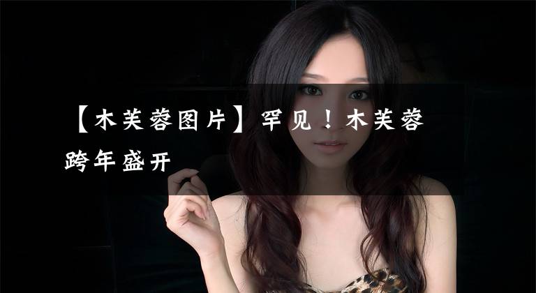 【木芙蓉图片】罕见！木芙蓉跨年盛开