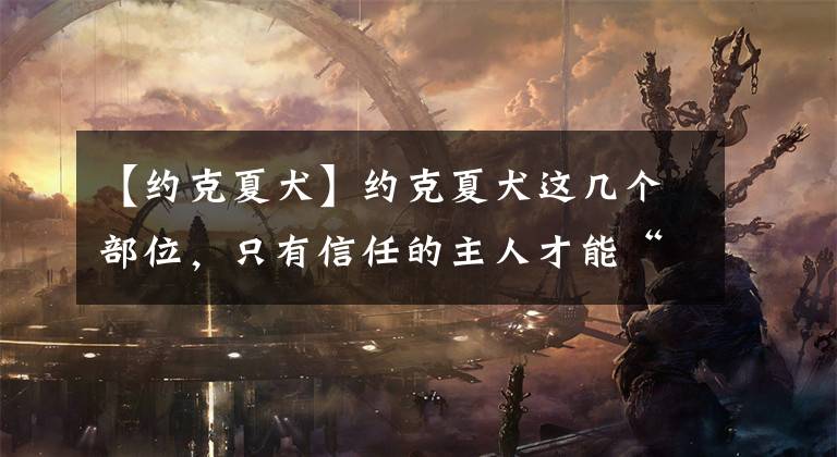 【约克夏犬】约克夏犬这几个部位,只有信任的主人才能“碰”