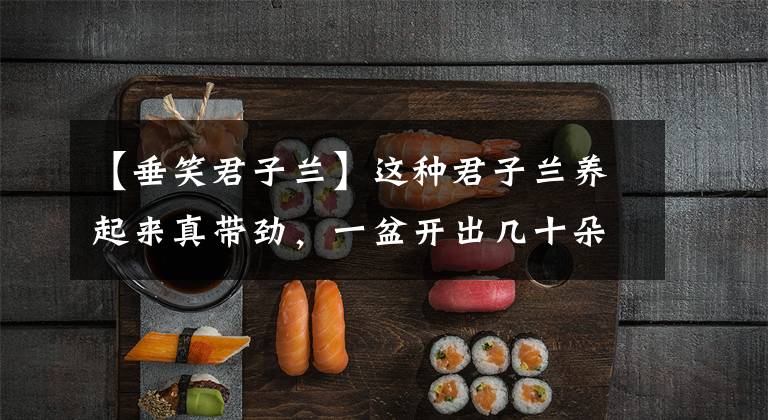 【垂笑君子兰】这种君子兰养起来真带劲,一盆开出几十朵花,眼睛都看不过来