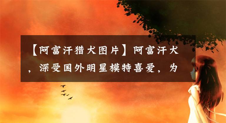 【阿富汗猎犬图片】阿富汗犬，深受国外明星模特喜爱，为何被我国列为禁养犬？