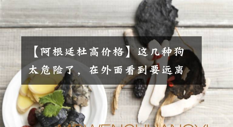 【阿根廷杜高价格】这几种狗太危险了，在外面看到要远离